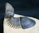 Beautifully Preserved Paralejurus Trilobite - #7895-3